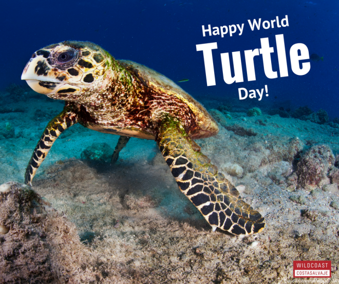Happy World (Sea) Turtle Day! Wildcoast