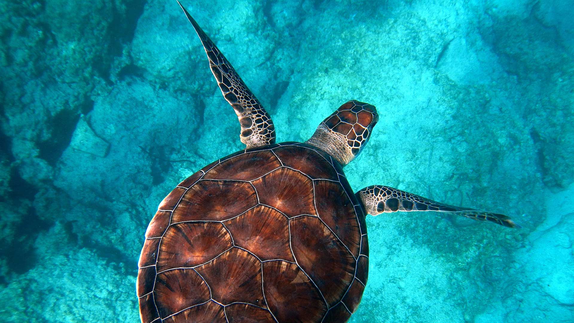 Happy World Sea Turtle Day Wildcoast