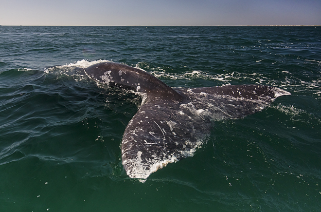 Grey Whale (Eschrichtius robustus) tail, San Ignacio Lagoon, El Vizcaino Biosphere Reserve, Baja California, Mexico, February