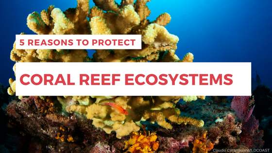 5 Reasons to Protect Coral Reef Ecosystems - WILDCOAST