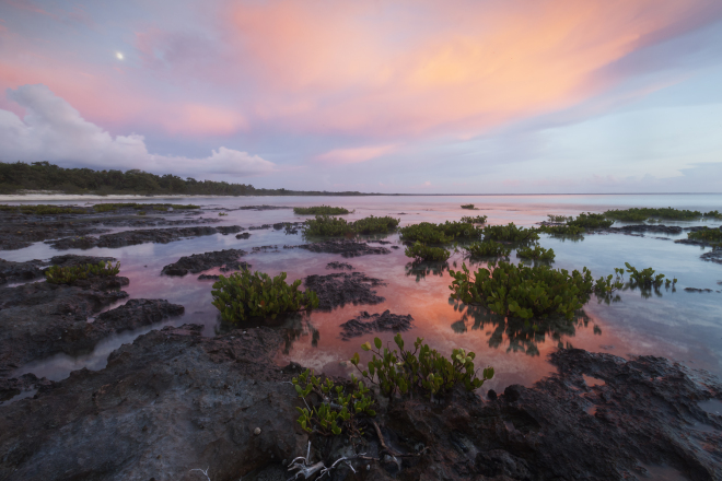 Red Mangrove (Rhizophora mangle), Guanahacabibes Peninsula National Park, Pinar del Rio Province, western Cuba, September