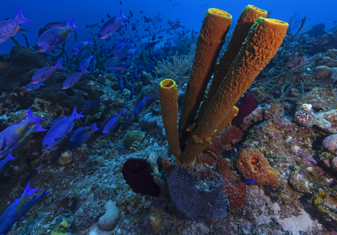 Creole Wrasse (Clepticus parrae) and Yellow Tube Sponge (Aplysina fistularis), Guanahacabibes Peninsula National Park, Pinar del Rio Province, western Cuba, September
