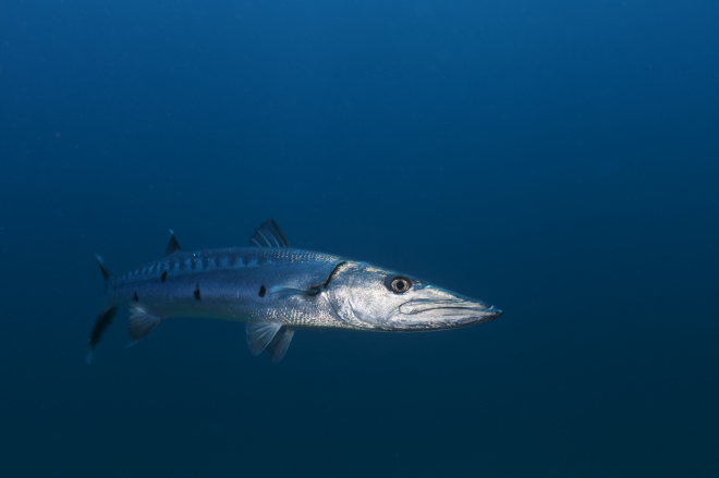 Great Barracuda (Sphyraena barracuda), Guanahacabibes Peninsula National Park, Pinar del Rio Province, western Cuba, September