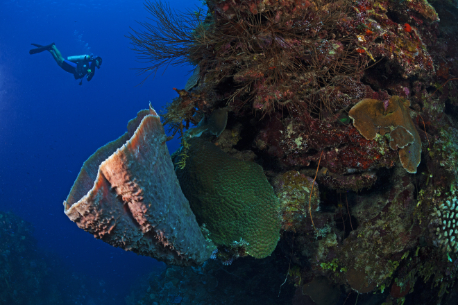 Brown Bowl Sponge (Cribochalina vasculum) and diver, Guanahacabibes Peninsula National Park, Pinar del Rio Province, western Cuba, September