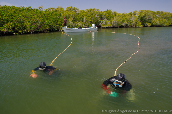 Divers hunt for scallops in Bahía Magdalena.