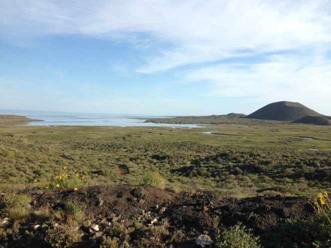 The wetlands of San Quintin are the most important and largest remaining in the Southern California-Baja California Eco-Region.