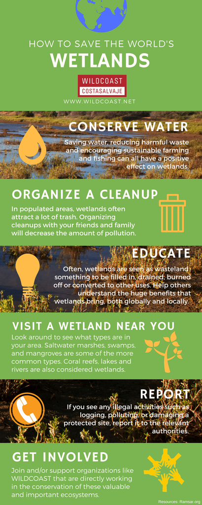 Help Save Our Valuable Wetlands! – Wildcoast