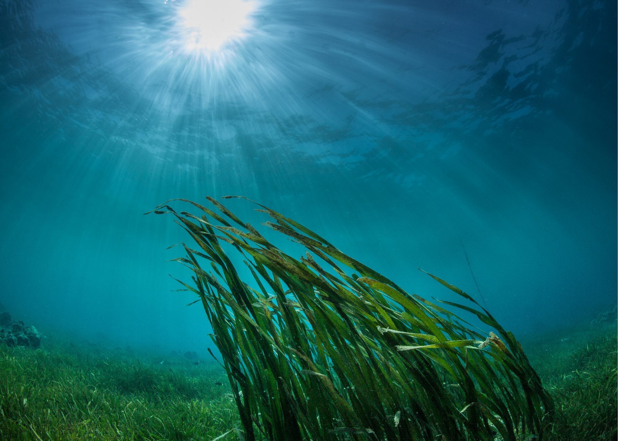 Водоросли ю. Диатомеи водоросли Тихого океана. Сине-зеленые водоросли Каспийского моря. Диатомовые водоросли Каспийского моря. Водоросли под водой.