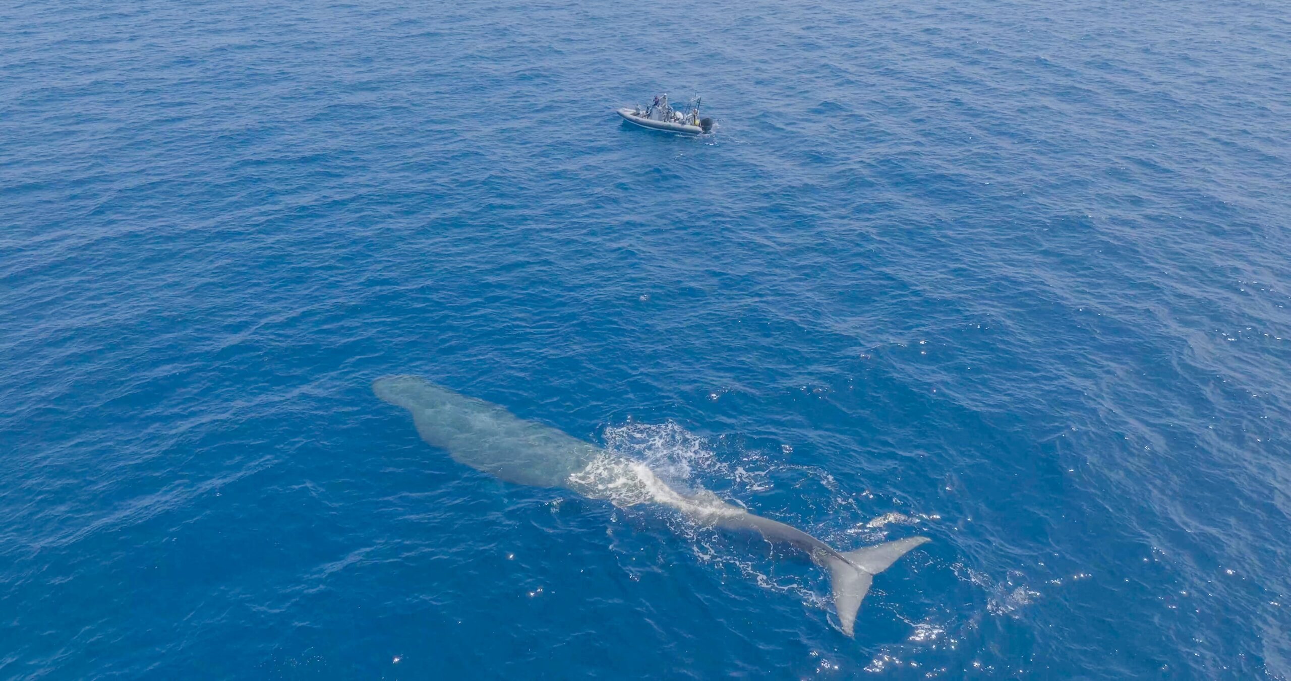 Blue whale rises for a breath about 100 yards away from a small boat