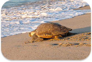 Olive ridley on beach