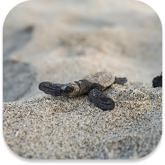 Olive ridley hatchling on sand