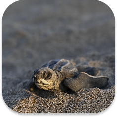 Leatherback eggs