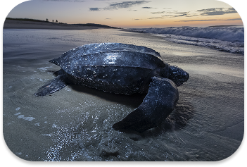 Leatherback adult on shore